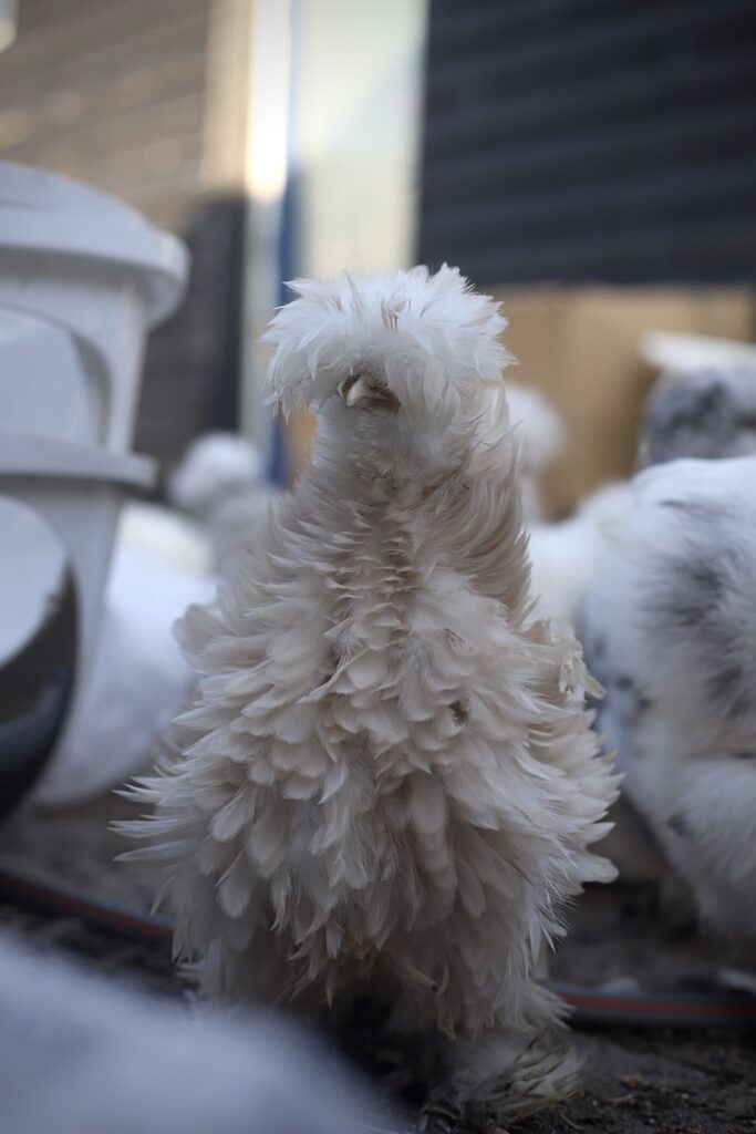 USA zijdehoen broedeieren Toom 5