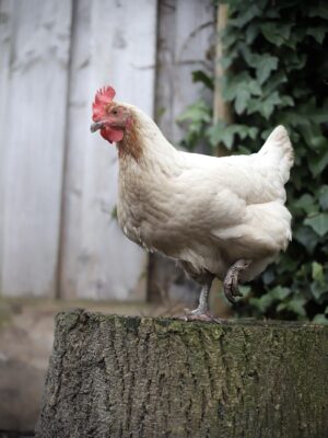 Kleurlegger broedeieren Toom 2 - Afbeelding 3