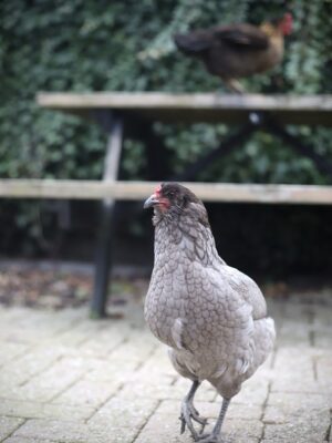 Kleurlegger broedeieren Toom 2 - Afbeelding 7
