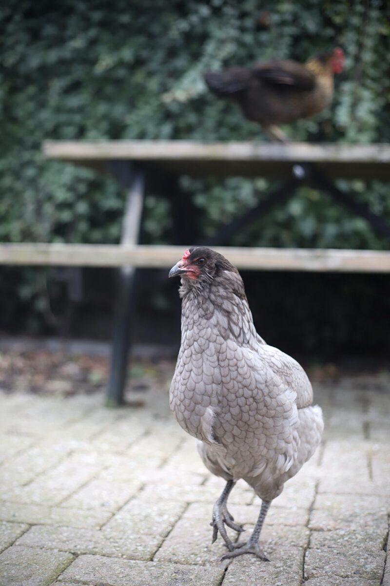 Kleurlegger broedeieren Toom 2