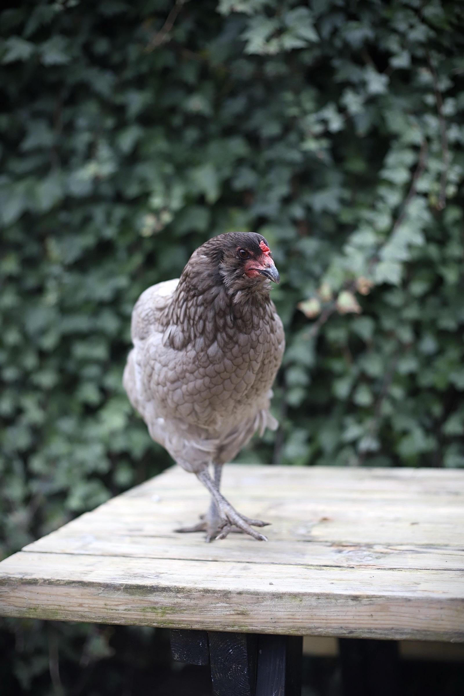 Kleurlegger broedeieren Toom 2 - Afbeelding 4