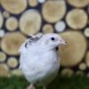 Japanse kwartel broedeieren Celadon toom 3