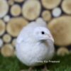 Japanse kwartel broedeieren Celadon toom 3
