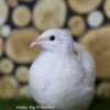 Japanse kwartel broedeieren Celadon toom 2