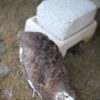 Japanse kwartel broedeieren Celadon toom 3