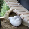 Japanse kwartel broedeieren Celadon toom 1