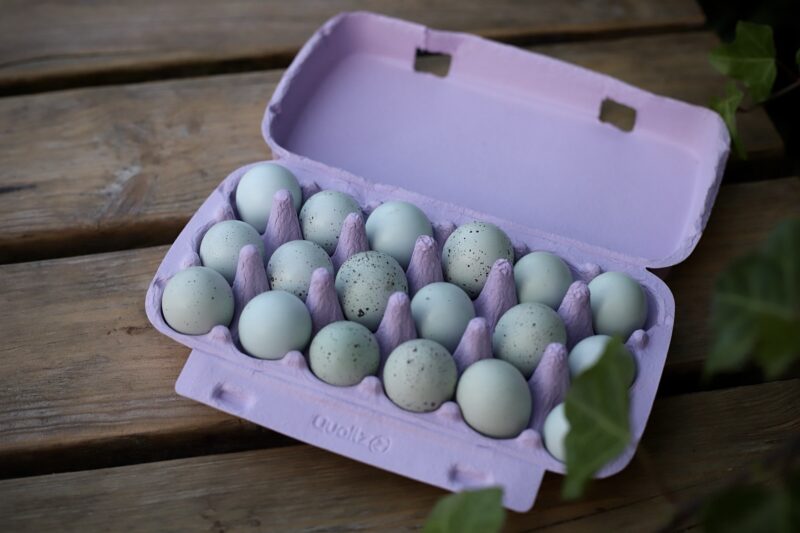 Japanse kwartel broedeieren Celadon toom 2