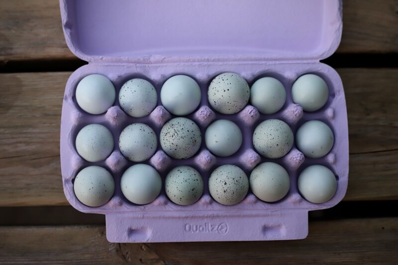 Japanse kwartel broedeieren Celadon toom 2