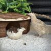 Japanse kwartel broedeieren Celadon toom 2