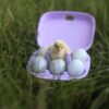 Japanse kwartel broedeieren Celadon toom 2